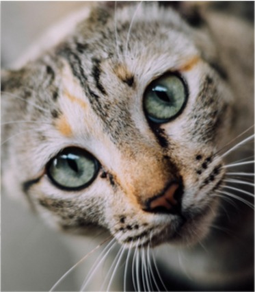 Green eyed cat with beautiful stripes staring  directly into the camera