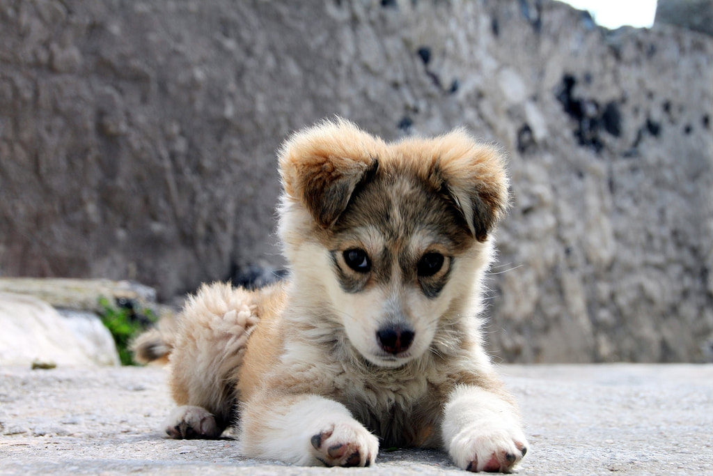 Cute little puppy staring into the camera with big eyes, laying on his belly.