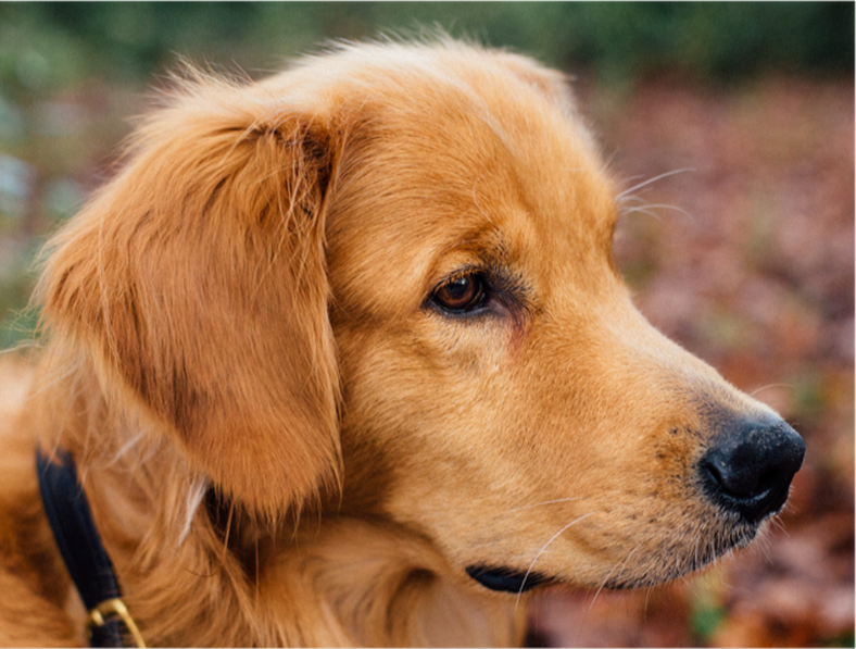 A golden retriever dog with a black collar staring off into the distance,
